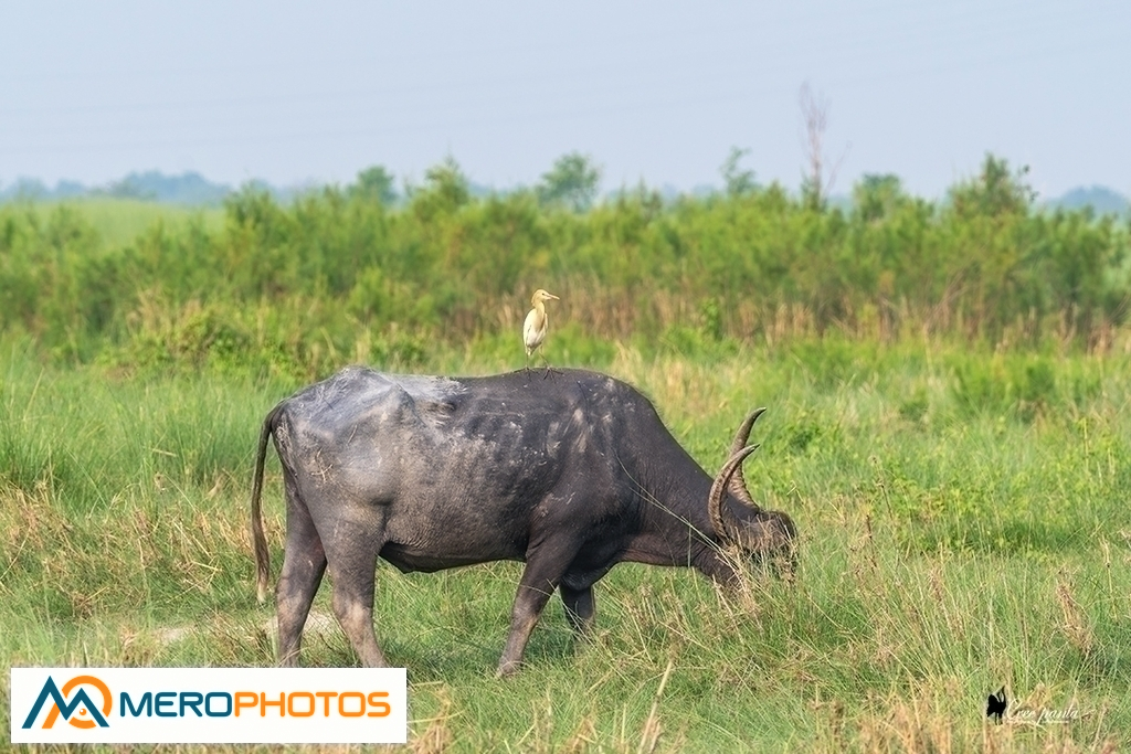 Wild Water Buffalo